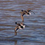 Mallard males in flight