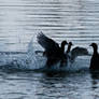 Fighting coots