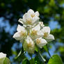 English dogwood I