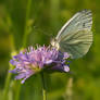 Pincushion flower and white butterfly I