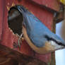 Nuthatch VI