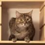 Cat in a box II