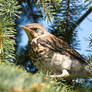 Young fieldfare