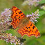 Comma III (Polygonia c-album)