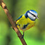 Blue tit