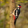 A woodpecker