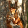 Portrait with a hazelnut