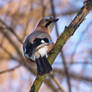 Garrulus glandarius X