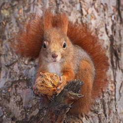 Squirrel with a walnut