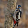 Woodpecker VI