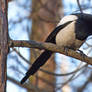 Magpie III