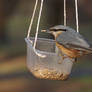 At the feeder VI