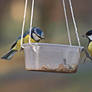 At the feeder VII