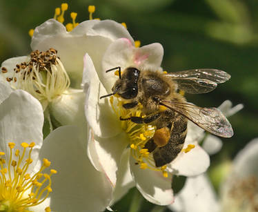 Bees and flowers XXXVI