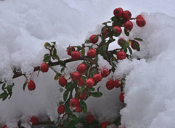Cotoneaster in snow