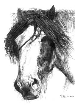 Clydesdale portrait sketch