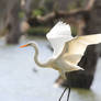 Egret