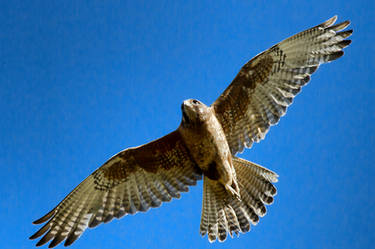 Brown Falcon