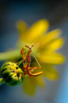 Pray Mantis