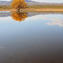 A Pond Reflection2