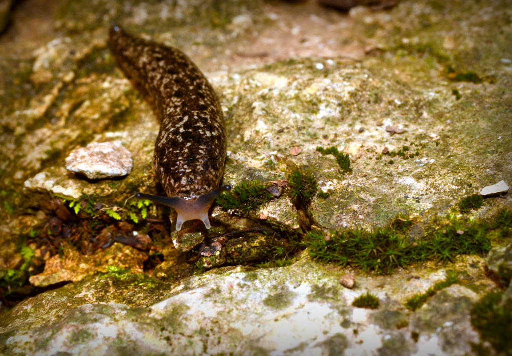 Sluggsih Sluggish by AtomicFireball33 on DeviantArt