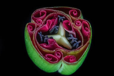 Tulip Bloom Cross Section