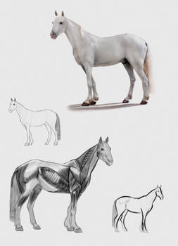 A horse study.