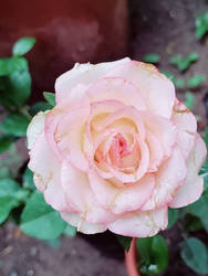 Pink rose