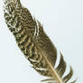 turkey feather