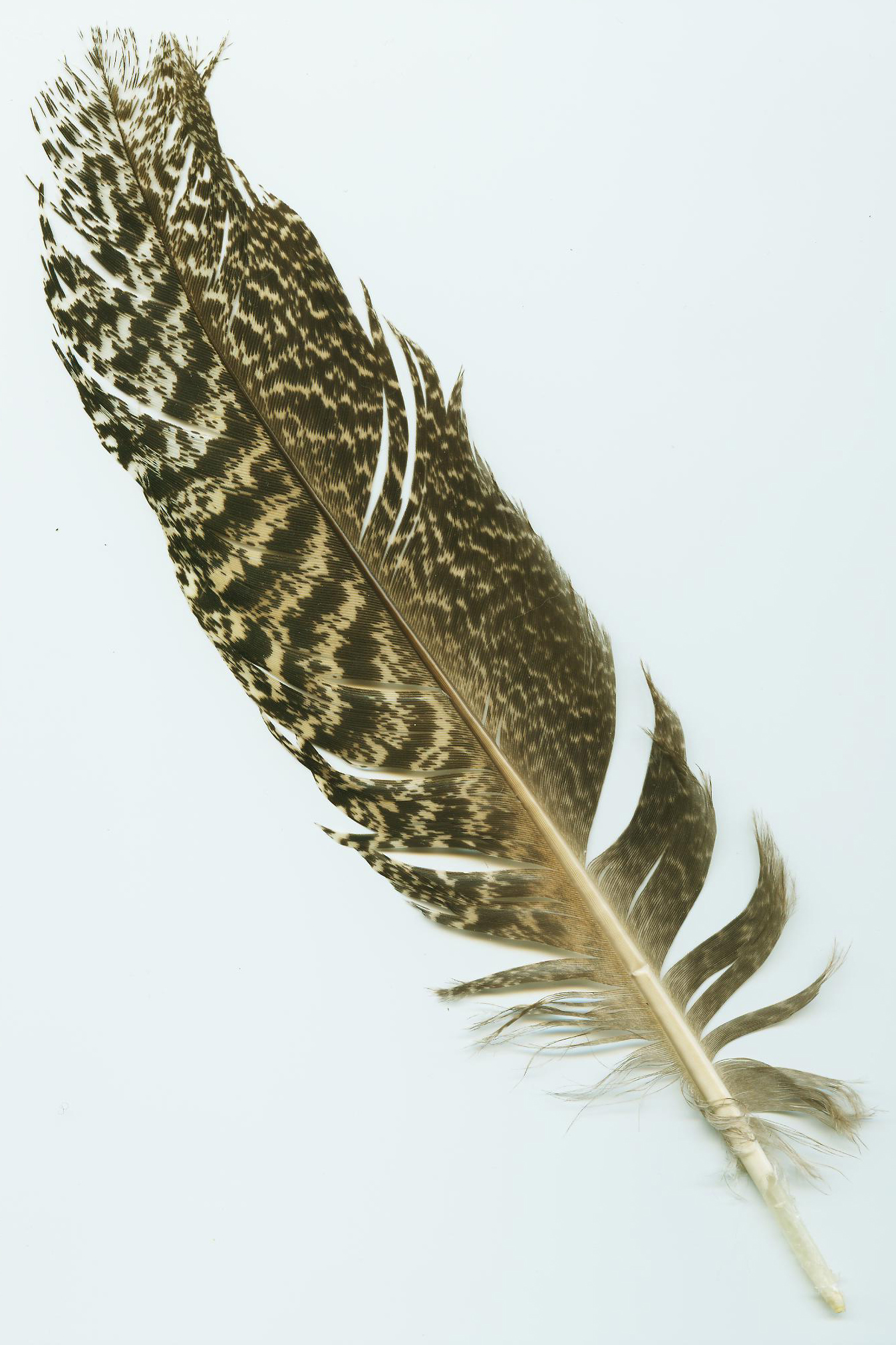 turkey feather