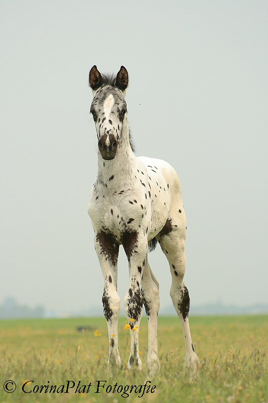 Adorable Appaloosa