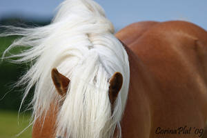 abstract haflinger