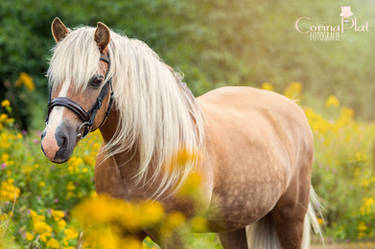 Macho in a flowerfield