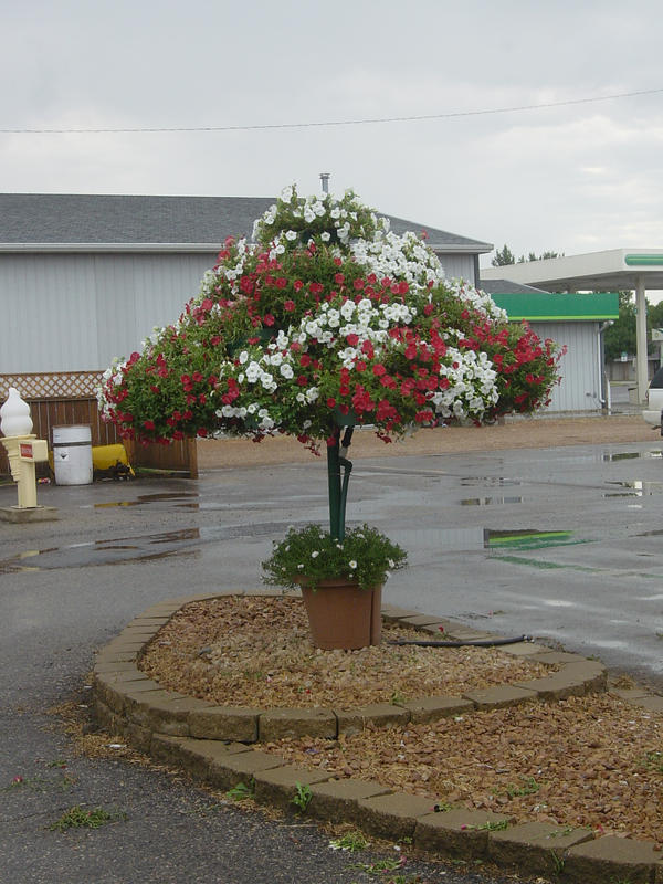 Wallpaper Petunia Tree By Samsmomee On Deviantart For Android