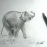 Baby Elephant