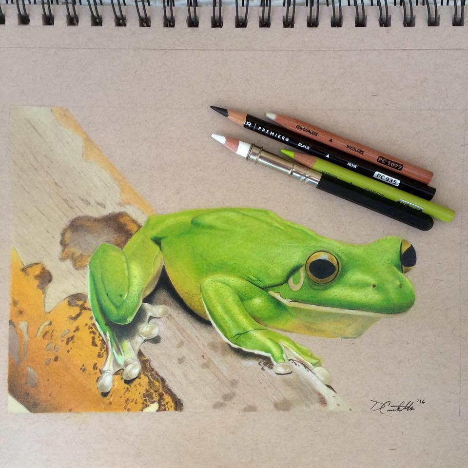 White Lipped Green Frog (Drawing)