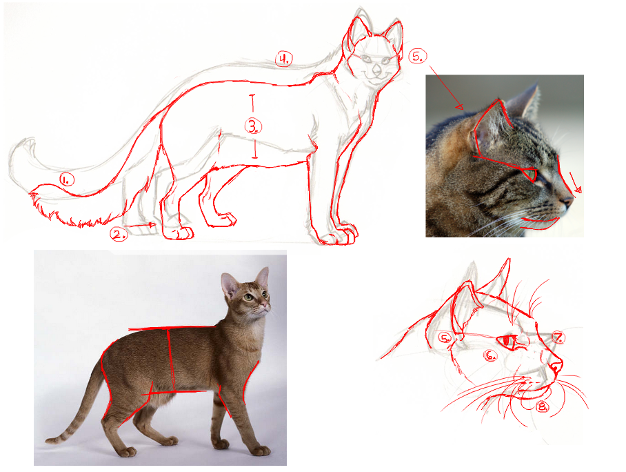 'Cat Practice' RedLined