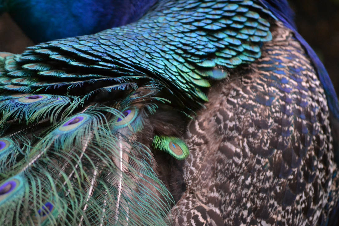 Dragon's Scales by Caliphos on DeviantArt