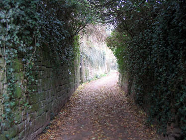 Ivy covered Alley stock 1