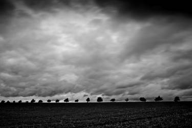 Tree Line Silhouette