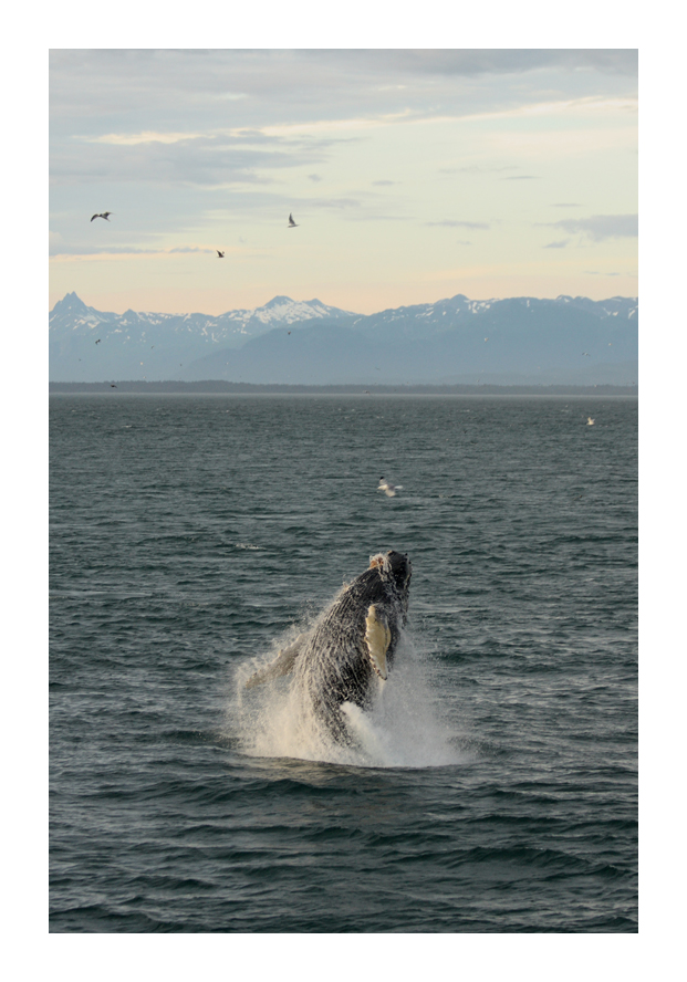 Breaching Humpback