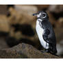 Galapagos Penguin