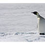 Emperor Penguin 1
