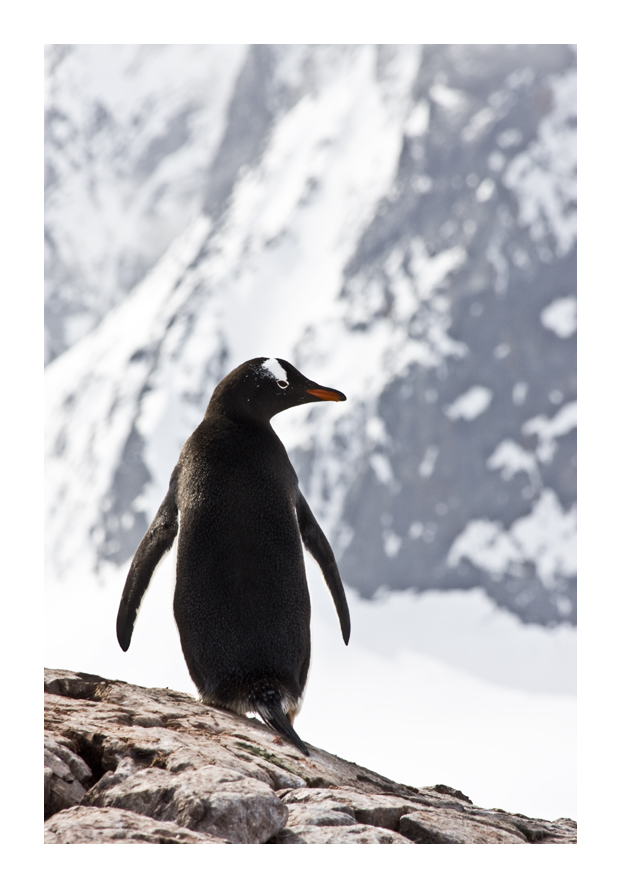 Gentoo Penguin 1