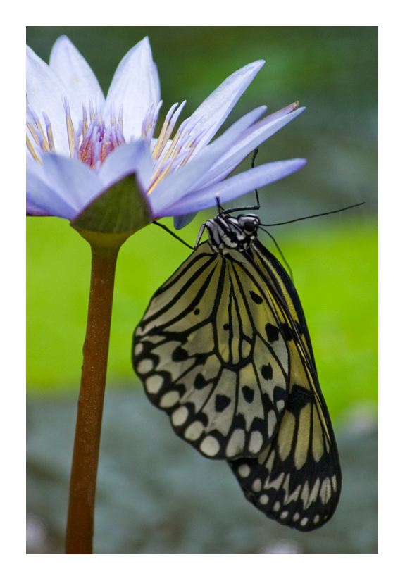 Floral Acrobatics