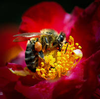 Bee on a carpet rose