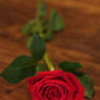 one red rose