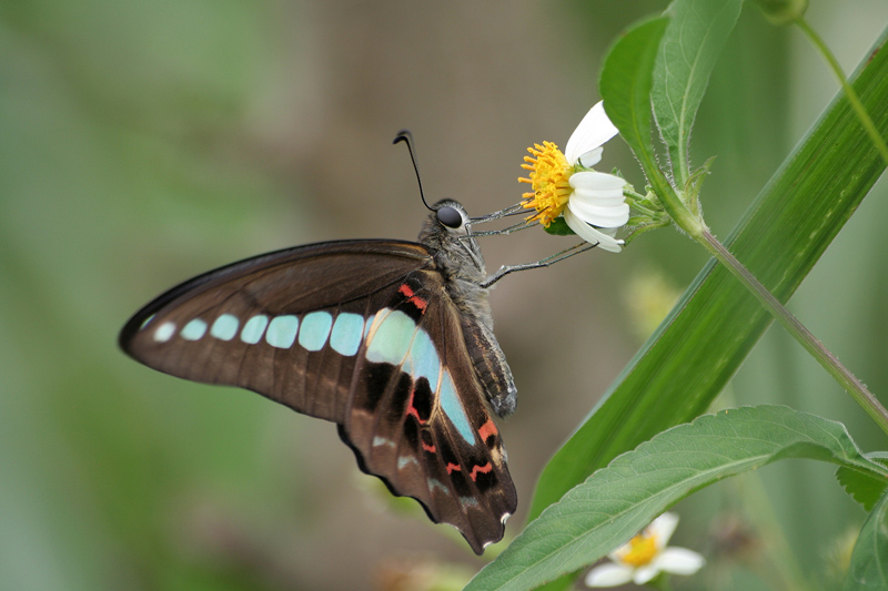 Graphium sarpedon connectens V