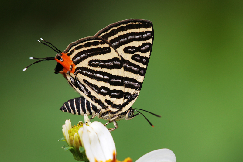 Spindasis lohita formosana II