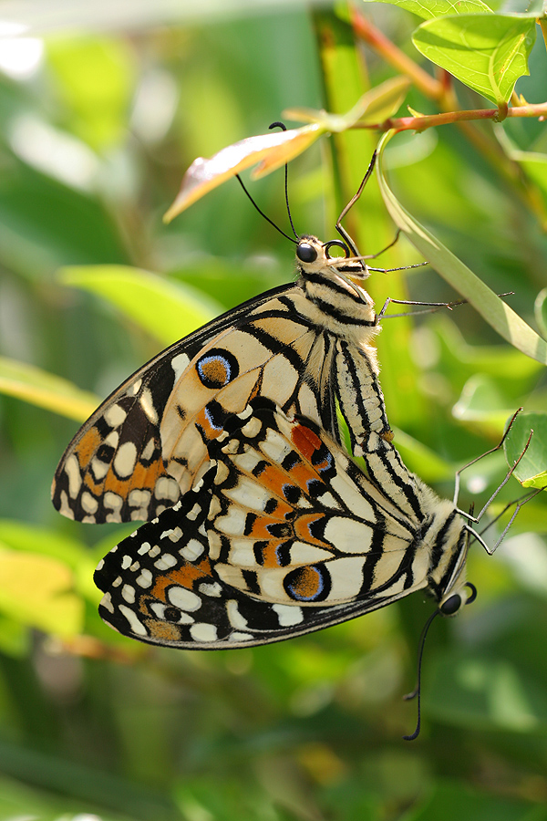 Papilio demoleus in love